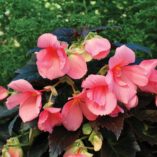 Begonia COCOA™ 'Enchanted Evening'