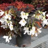 Begonia COCOA™ 'Enchanted Moonlight'