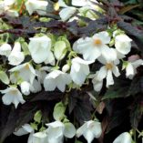 Begonia COCOA™ 'Enchanted Moonlight'