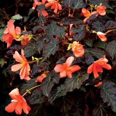 Begonia COCOA™ 'Enchanted Sunrise'
