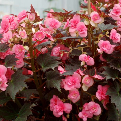 Begonia COCOA™ 'Puff Pink'