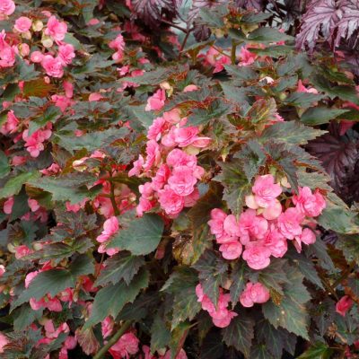 Begonia COCOA™ 'Puff Pink'