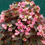 Begonia COCOA™ 'Puff Pink'