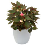 Begonia COCOA™ 'Puff Pink'