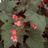 Begonia 'Cool Breeze Emerald'