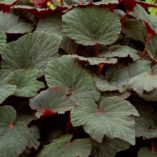 Begonia 'Cool Breeze Emerald'