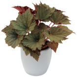 Begonia 'Cool Breeze Emerald'