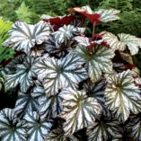 Begonia 'Cool Breeze Glacier'