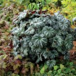 Begonia 'Cool Breeze Glacier'