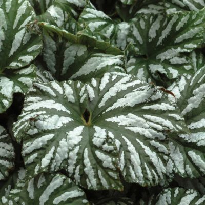 Begonia 'Cool Breeze Glacier'