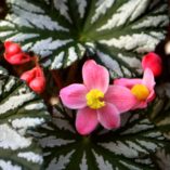 Begonia 'Cool Breeze Glacier'