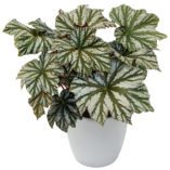 Begonia 'Cool Breeze Glacier'