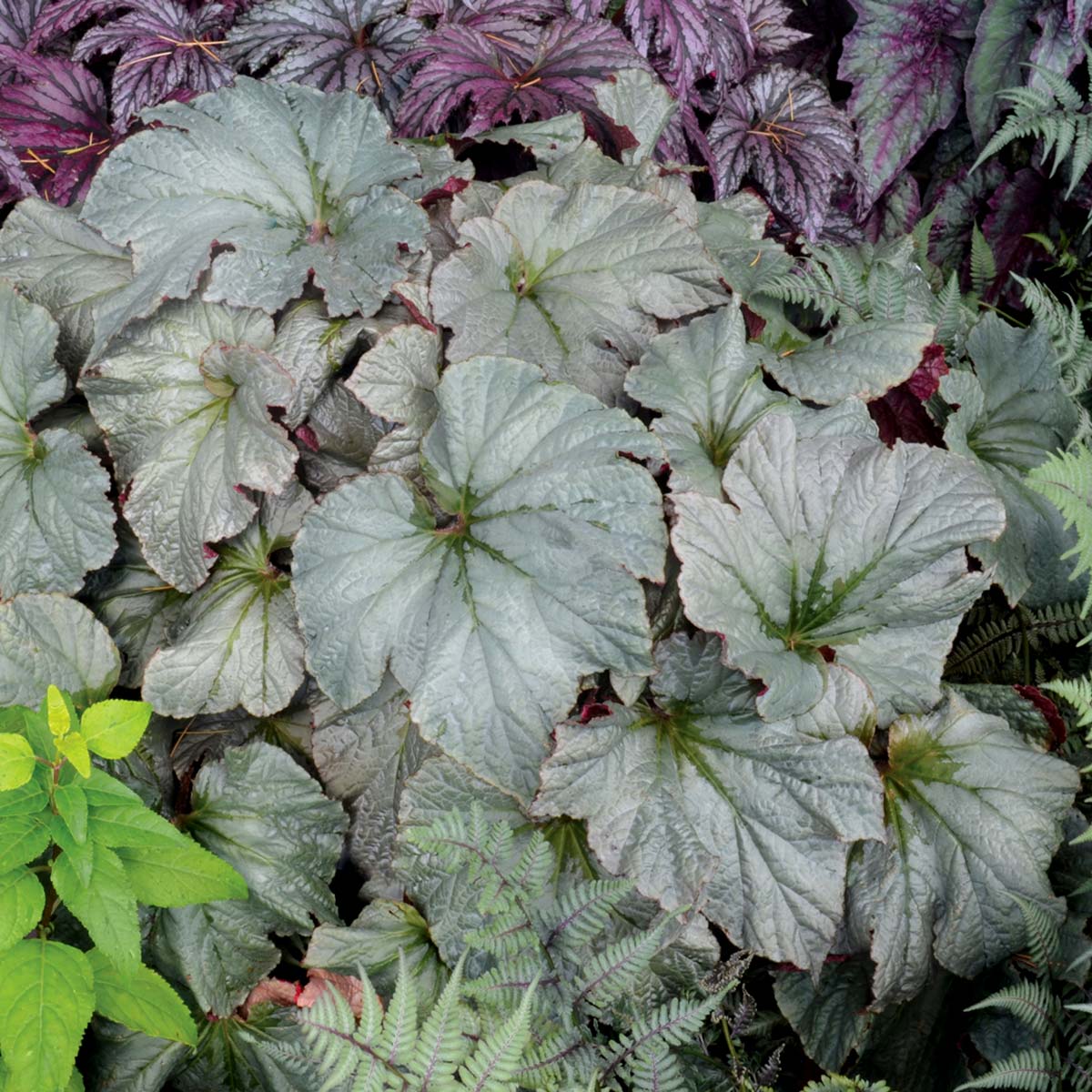 Begonia 'Cool Breeze Pewter'