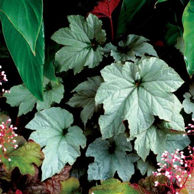 Begonia 'Cool Breeze Pewter'