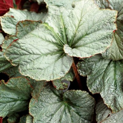 Begonia 'Cool Breeze Pewter'