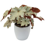 Begonia 'Cool Breeze Pewter'