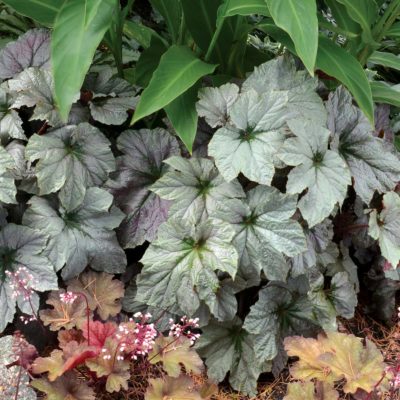 Begonia 'Cool Breeze Rouge'