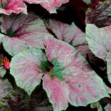 Begonia 'Cool Breeze Rouge'