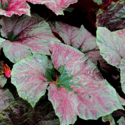 Begonia 'Cool Breeze Rouge'