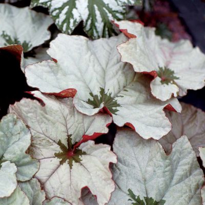 Begonia 'Cool Breeze Rouge'