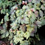 Begonia 'Cool Breeze Rouge'