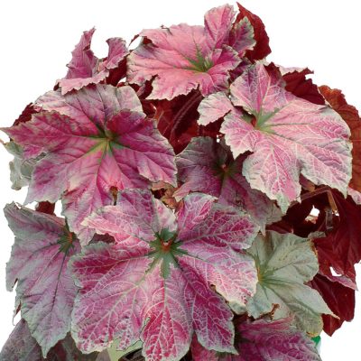 Begonia 'Cool Breeze Rouge'