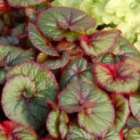 Begonia 'Curly Fireflush'