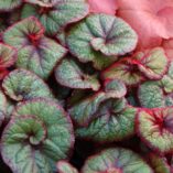 Begonia 'Curly Fireflush'