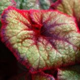 Begonia 'Curly Fireflush'