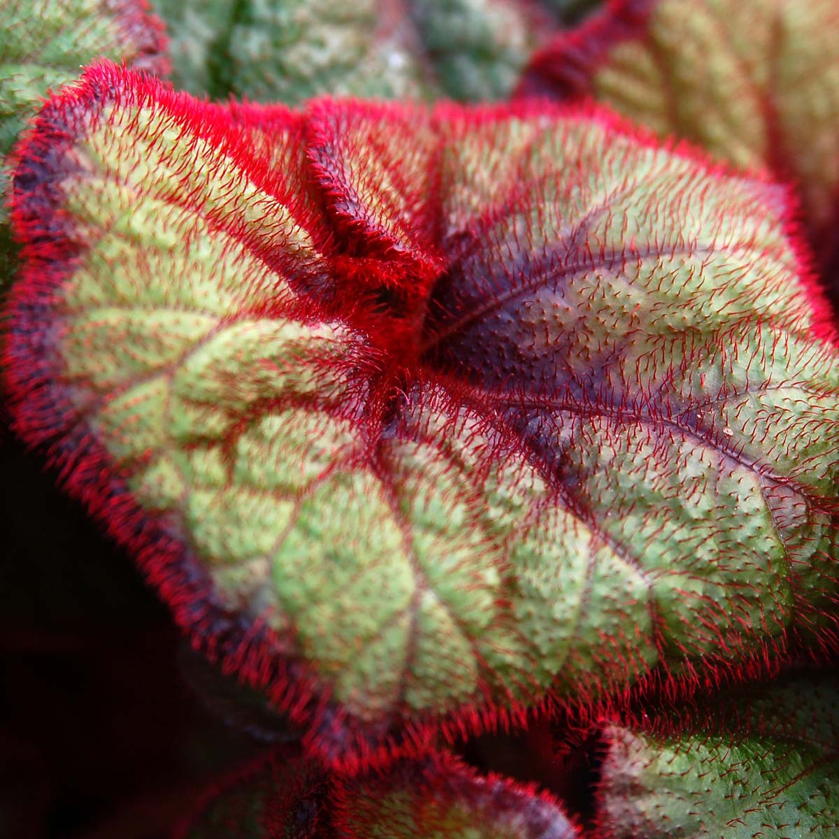 Begonia 'Curly Fireflush' | TERRA NOVA® Nurseries, Inc.