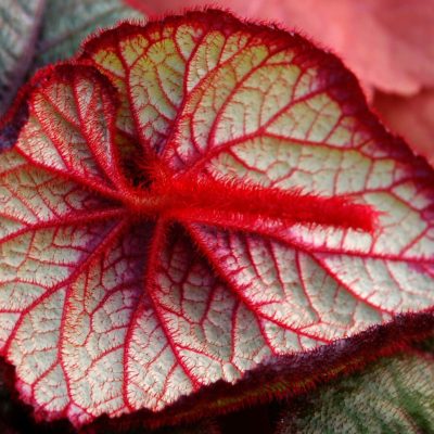 Begonia 'Curly Fireflush'