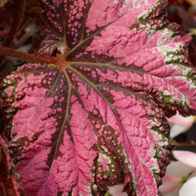 Begonia T REX® 'Dancing Peacock'