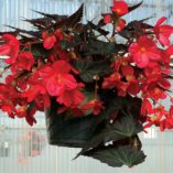 Begonia DAYSTAR™ 'Hot Coral'