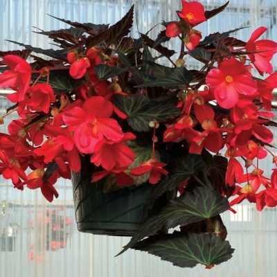 Begonia DAYSTAR™ 'Hot Coral'