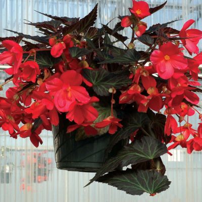 Begonia HOLIDAY™ 'Silver Bells