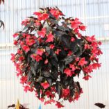 Begonia DAYSTAR™ 'Hot Coral'