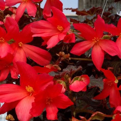 Begonia DAYSTAR™ 'Hot Coral'