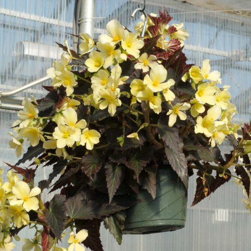 Begonia DAYSTAR™ 'Primrose'