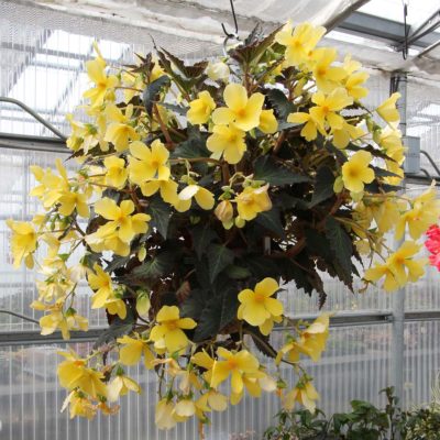 Begonia DAYSTAR™ 'Yellow'