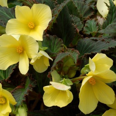 Begonia DAYSTAR™ 'Yellow'