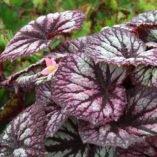 Begonia 'Fireworks'