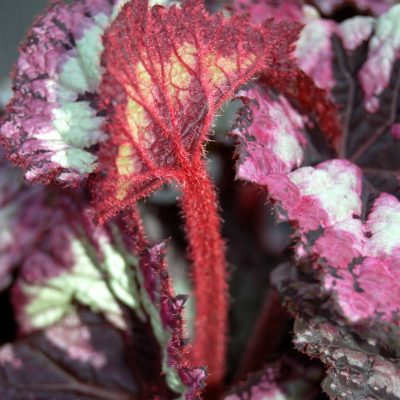 Begonia 'Fireworks'