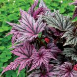 Begonia 'Garden Angel Blush'