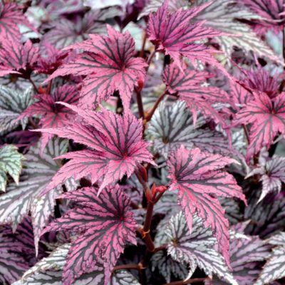 Begonia 'Garden Angel Blush'