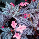 Begonia 'Garden Angel Blush'