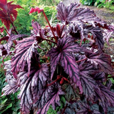 Begonia 'Garden Angel Blush'