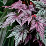 Begonia 'Garden Angel Blush'