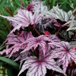 Begonia 'Garden Angel Blush'