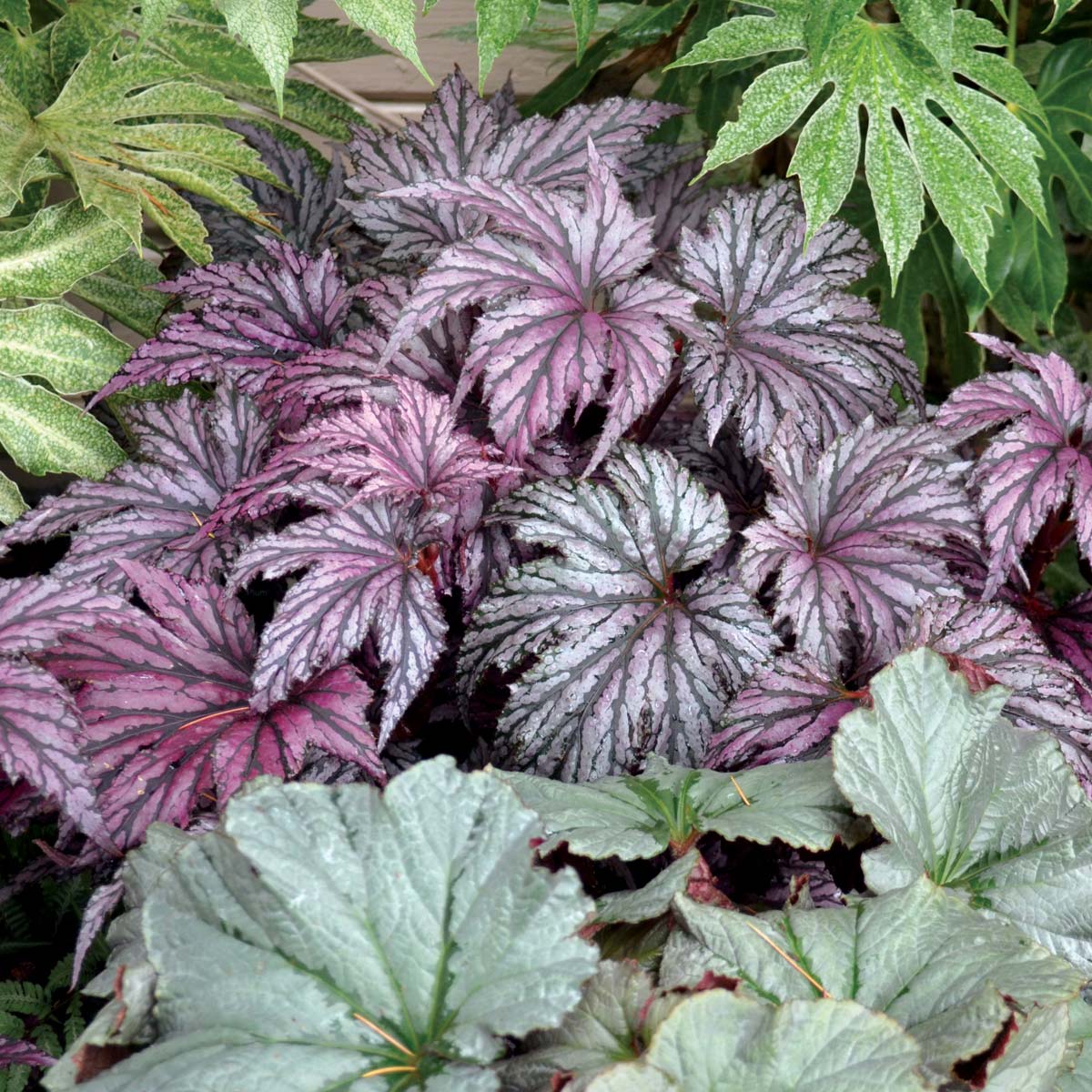 Begonia 'Garden Angel Plum'