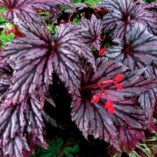 Begonia 'Garden Angel Plum'